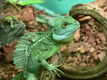 Basilisk comună - rula pe șopârlă apă - fapte de mare