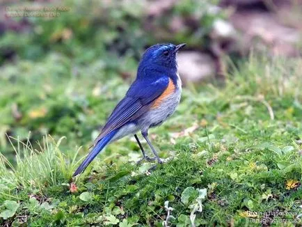 Bluebirds szerencse - Fair Masters - kézzel készített, kézzel készített