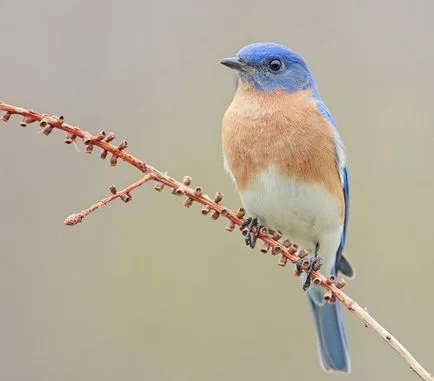 Bluebirds szerencse - Fair Masters - kézzel készített, kézzel készített