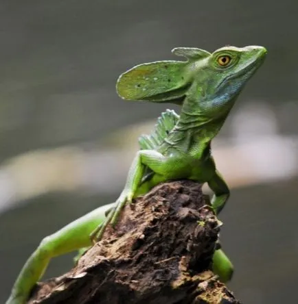 conținut comun Basilisk, îngrijire, hrănire, foto și video