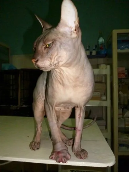 Shock! Onychectomy - szadista műtét teljesen eltávolítani a karmai macskák!