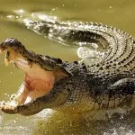 Câți ani crocodil trăiesc în sălbăticie