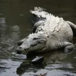 Câți ani crocodil trăiesc în sălbăticie