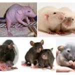 Câți șobolani trăiesc, speranța de viață