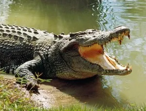 Câți ani crocodil trăiesc în sălbăticie