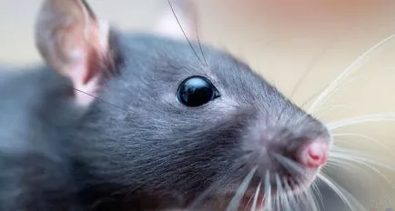 Hány patkányok élnek várható éves, úszni, élővilág tenyésztés, utcai és pince