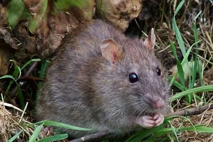 Hány patkányok élnek várható éves, úszni, élővilág tenyésztés, utcai és pince