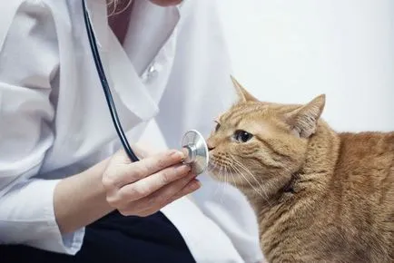 Câți medici veterinari sunt la Moscova și în alte regiuni din România