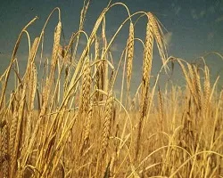 Cirok gabona termesztés, a használata