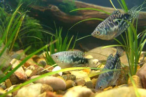 Съдържание мрамор gourami специално финес, правила за грижа