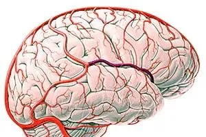 съдове на мозъка, клиринг и укрепването на мозъчно-съдови народни средства