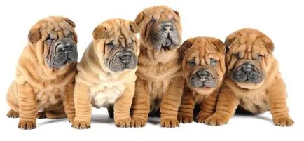 Shar Pei Dog - Cum de a alege și cumpăra