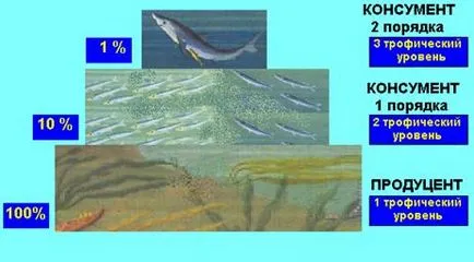 Слънцето - основните потребители - вторични потребители и т.н.