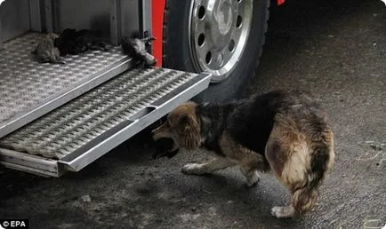 Câine salvat puii lor într-un incendiu!