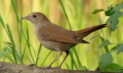 Nightingale (luscinia) leírás, tartalom, teljesítmény, hang, kilátás, fotók