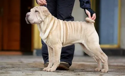 Shar Pei Kutya - Hogyan válasszuk ki és vesz