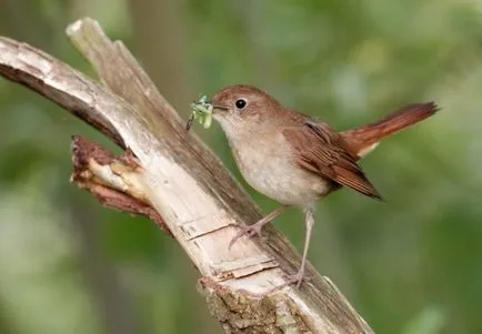 Nightingale (luscinia) leírás, tartalom, teljesítmény, hang, kilátás, fotók