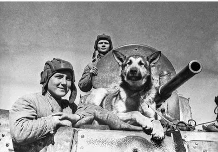 Kutya-hősök a második világháború