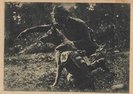 Kutya-hősök a második világháború
