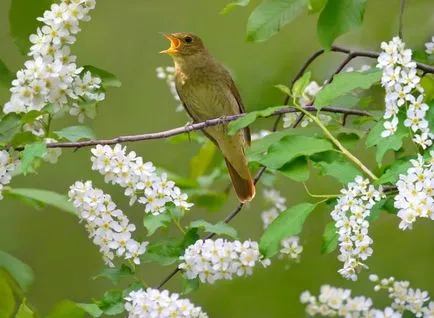 Nightingale (luscinia) leírás, tartalom, teljesítmény, hang, kilátás, fotók