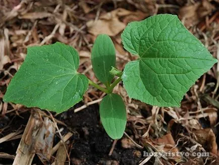 Sfaturi novice grădinar precum și atunci când pentru a planta răsaduri de legume