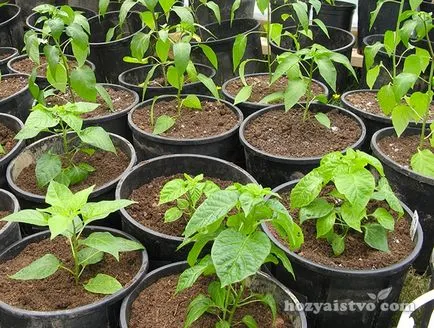 Sfaturi novice grădinar precum și atunci când pentru a planta răsaduri de legume