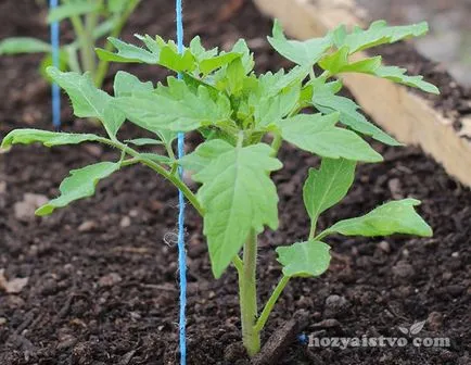 Sfaturi novice grădinar precum și atunci când pentru a planta răsaduri de legume