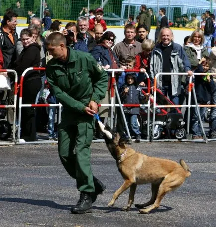 → kutyák fajta kutyák - Malinois