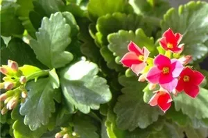 frunze uscate de Kalanchoe - Plante Magic