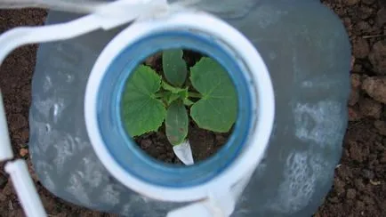 Módszerek termesztésére uborka egy műanyag palackban