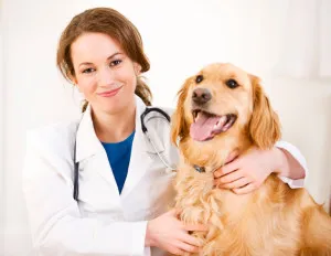 Средната работна заплата на ветеринарен лекар на редица български градове