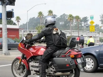 Cu un câine pe o motocicletă