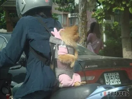 Cu un câine pe o motocicletă