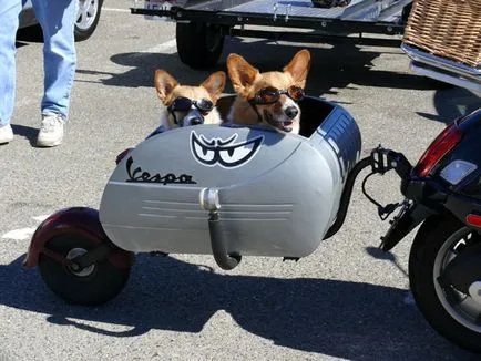 Cu un câine pe o motocicletă