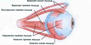 Structura ochiului și funcțiile sale