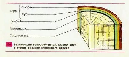 Структурата на стъблото