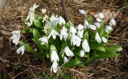 Scilla (csillagvirág) termesztés, tenyésztés, desztillációval