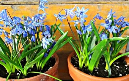 Scilla (squill) cultivare, reproducere, distilare