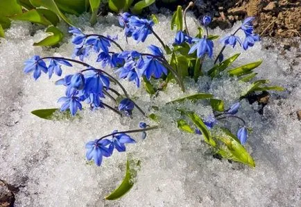 Scilla (squill) 58 fotografii plantare și îngrijire, orhidee, în formă de clopot, siberian, peruvian,