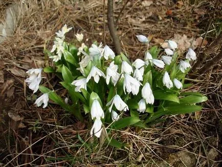 cultivare Scylla și îngrijire