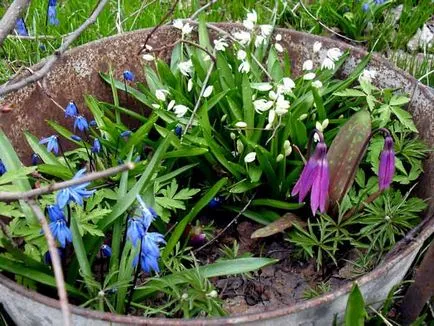 plantare Scylla și de îngrijire, specii și varietăți, fotografii