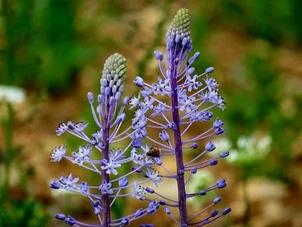 Scilla (squill) 58 fotografii plantare și îngrijire, orhidee, în formă de clopot, siberian, peruvian,