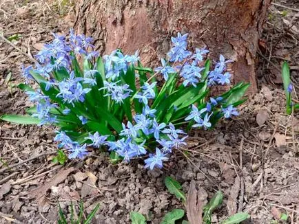 plantare Scylla și de îngrijire, specii și varietăți, fotografii