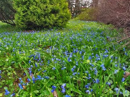 plantare Scylla și de îngrijire, specii și varietăți, fotografii