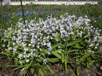 plantare Scylla și de îngrijire, specii și varietăți, fotografii