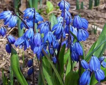 plantare Scylla și de îngrijire, specii și varietăți, fotografii