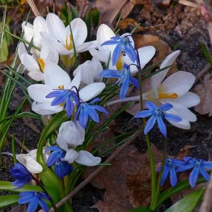 plantare Scylla și de îngrijire, specii și varietăți, fotografii