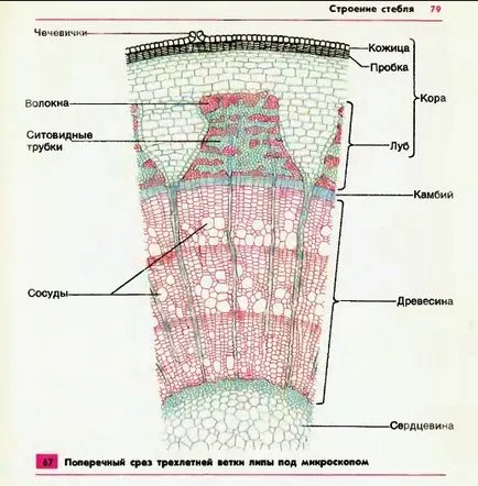 Структурата на стъблото