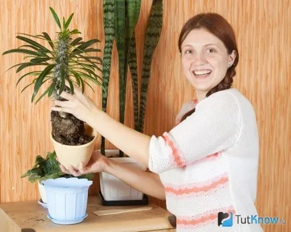Мадагаскарська пальма пахіподіум