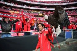 Mascotele cluburi sportive